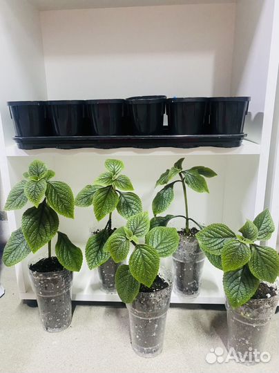 Плектрантус колеусовидный, домашняя мята