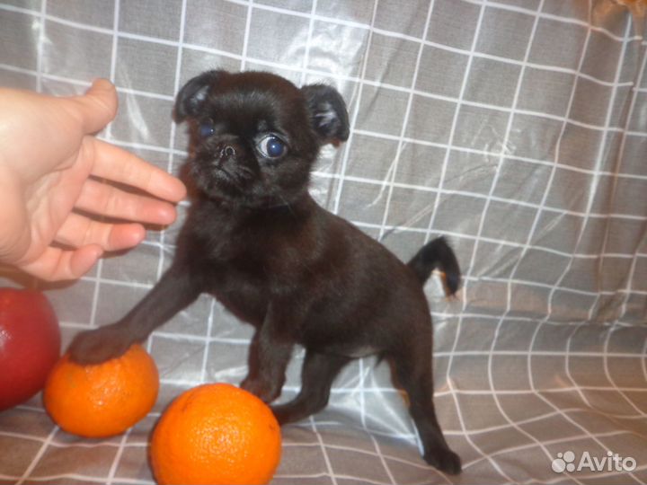 Пти брабансон