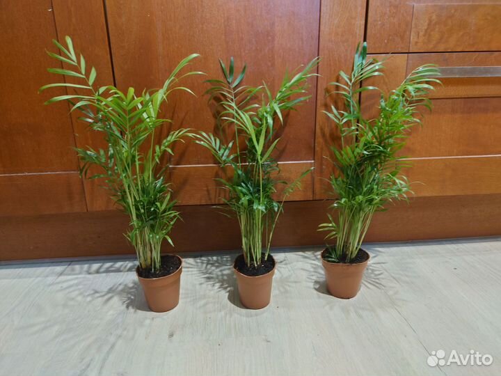 Пальма хамедорея