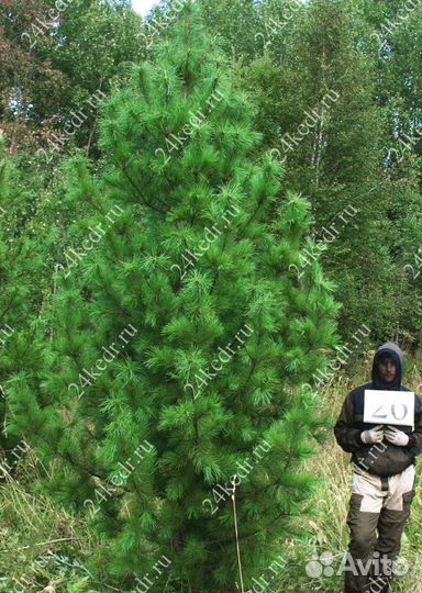 Дерево кедра