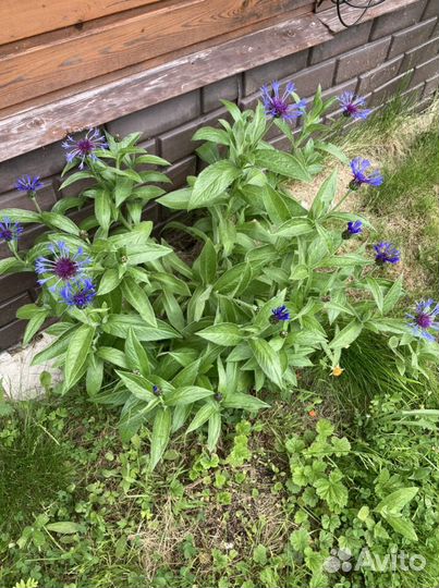 Васильки садовые