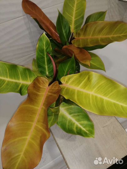Филодендрон принц Оранж