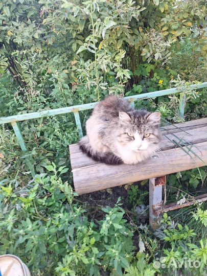 Кошка Машка и Барсик кот ищут дом