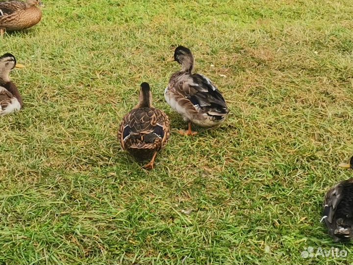 Подсадные утки, селезни