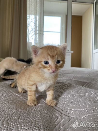 Кошки в добрые руки