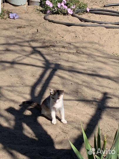 Кошка в дар бесплатно