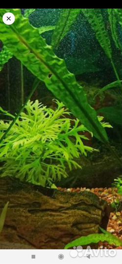 Криптокорина (растение для аквариума)