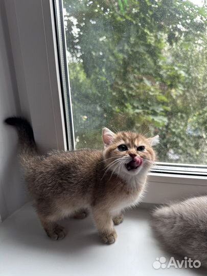Котята британской шиншиллы