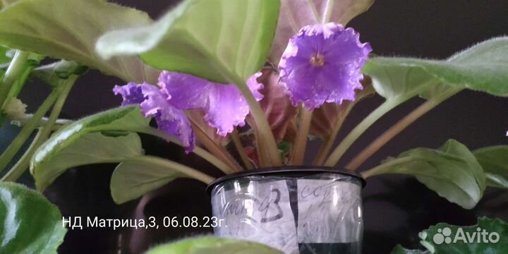 Детки сортовых фиалок