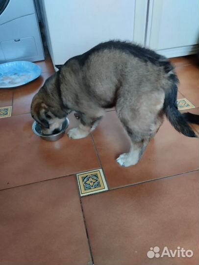 Щенки.щенок.собака в дом квартиру на охрану