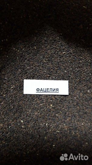 Сидерат фацелия