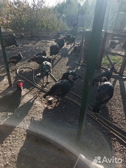 Продам индюков
