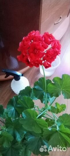 Комнатные цветы