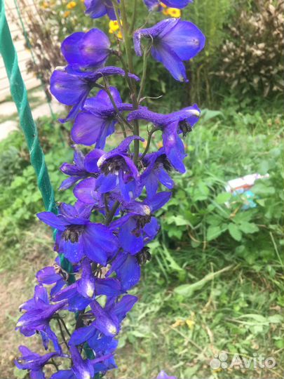 Многолетние садовые цветы