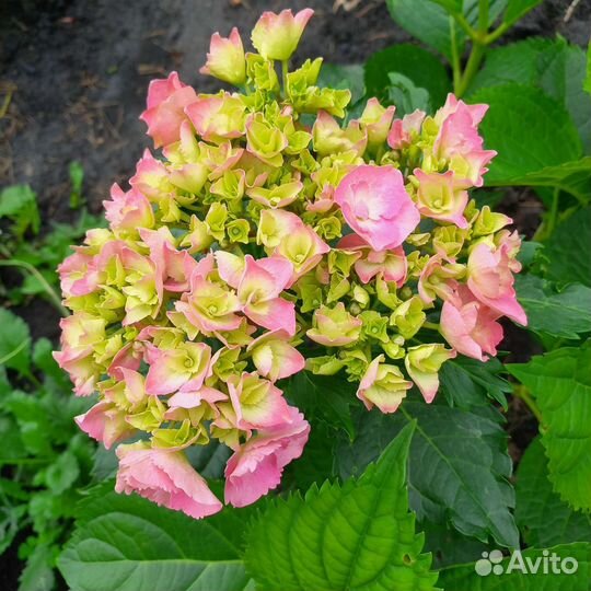 Гвоздика папоротник бадан хоста ирис