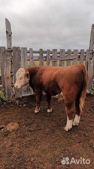 Быки на племя