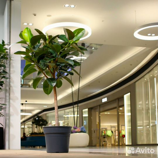 Фикус Робуста штамб