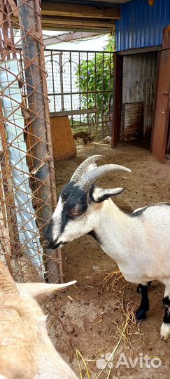 Зааненские козы дойные, нубийка