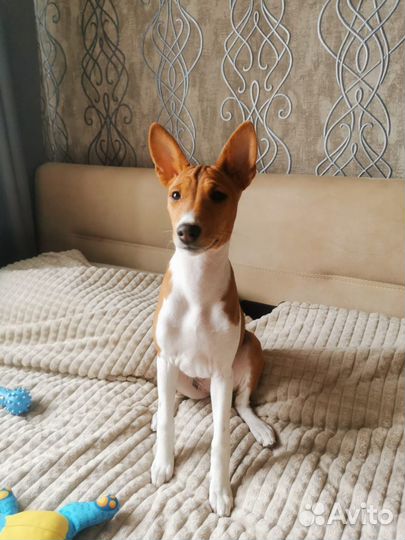 Щенки басенджи