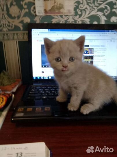 Британские котята