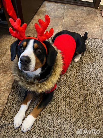 Вязка Энтлебухер зенненхунд