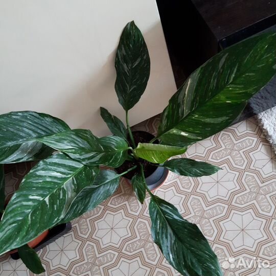 Спатифиллум Диамант и Сильвер Купидо