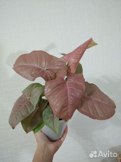 Комнатные растения (сингониумы,алоказия, монстера)