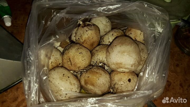 Гриб весёлка