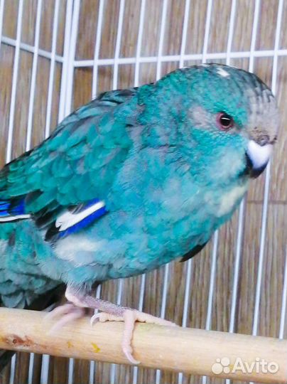 Попугай какарик птенцы от 2,5 мес и взрослые