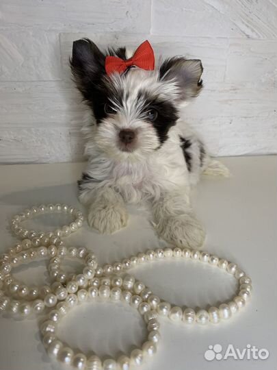 Йорк девочка, окрас биро