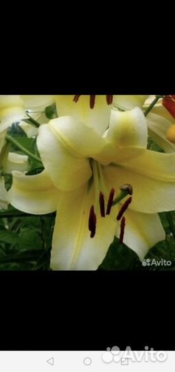 Лилии луковицы 4 сорта