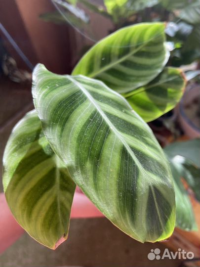 Калатеи разные сорта