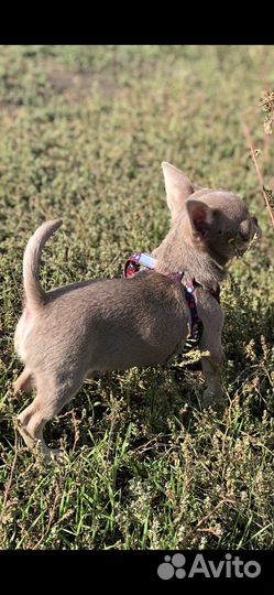 Шлейка для щенков мелких пород XS саморегулируемая