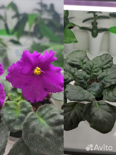 Фиалка в горшках