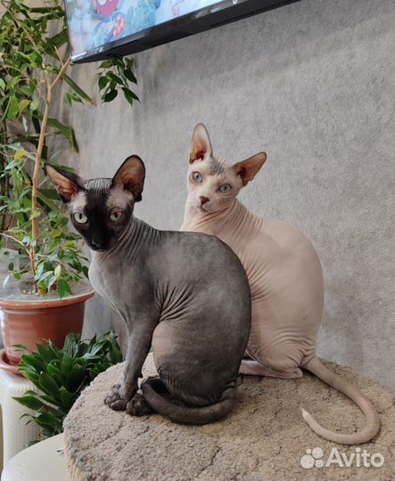 Канадский сфинкс