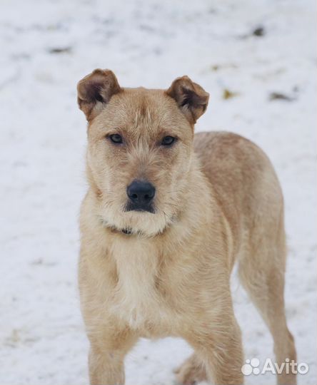 Щенок Чак в добрые руки