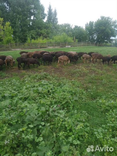 Курдючные бараны овцы