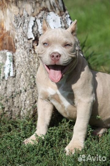 Америккнский булли