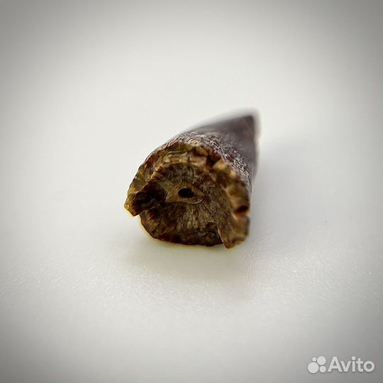 Зуб динозавра окаменелость ископаемый