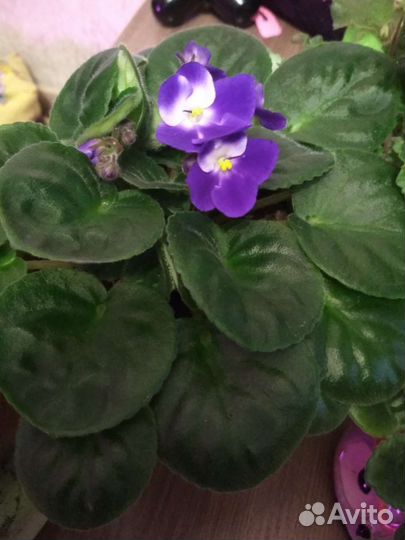 Фиалки сортовые (сенполия)