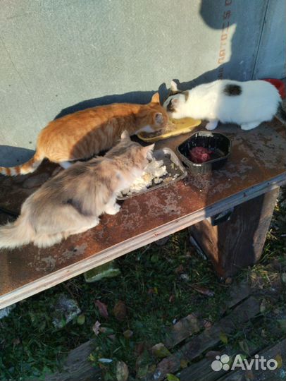 Котята