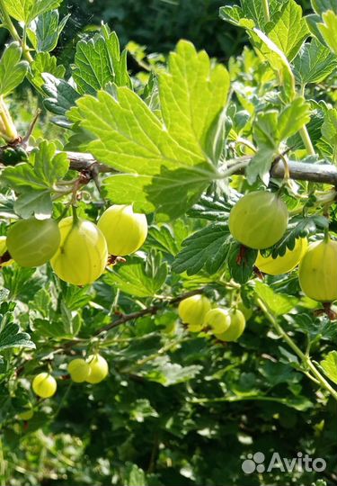 Черная и красная смородина ягода