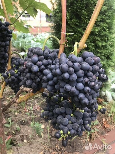 Саженцы и черенки винограда