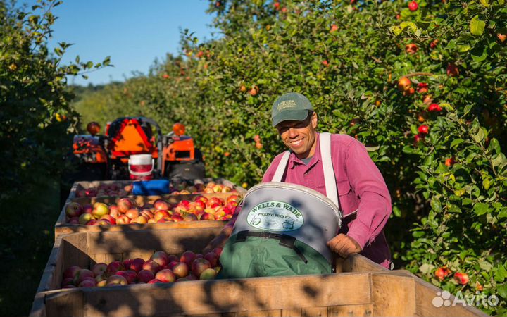 Разнорабочий с проживанием и питанием сбор яблок