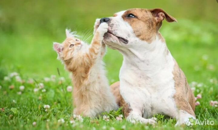 Стерилизация. Кастрация на дому Ветврач