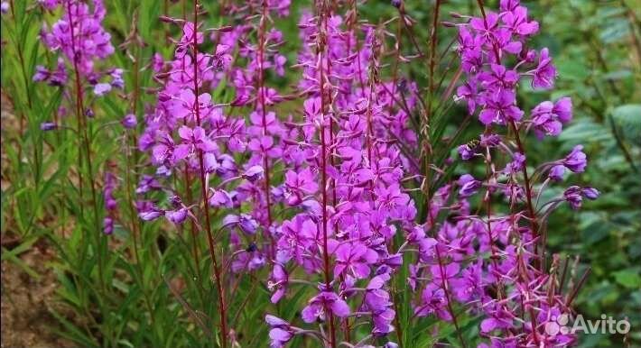 Иван Чай Саженцы с корнями