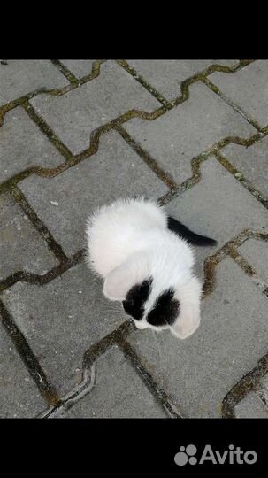 Котята в добрые руки бесплатно