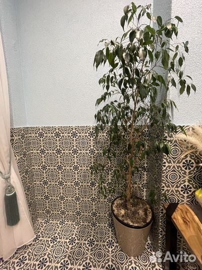 Фикус бенджамина большой