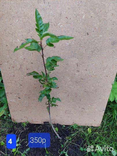 Рябина Бурка - сладкоплодная низкорослая