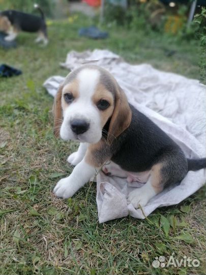 Щеночки Бигль